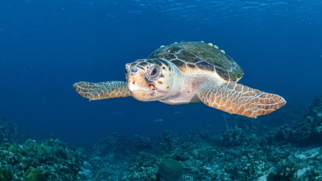 <p>Embrace the spirit of adventure in Lombok’s great outdoors. Trek to the summit of <strong>Mount Rinjani</strong> through lush forests and cascading waterfalls, dive into the crystal waters of the <strong>Gili Islands</strong> for world-class snorkeling, or wander to secluded <strong>hidden beaches</strong> where tranquility reigns. From the enchanting <strong>Benang Kelambu</strong> and <strong>Tiu Kelep waterfalls</strong> to endless coastal escapes, every journey invites you to connect with nature at its most breathtaking.</p>